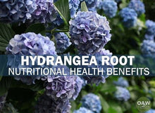 Load image into Gallery viewer, Hydrangea Root | Natural Herbs | Dried Organic Herbs | Holistic Herbs |Herbal Products | Botanictals

