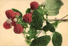 Load image into Gallery viewer, Raspberry Leaf | Organic | Culinary Grade | Herbal Products | Herbal Teas | Bulk | Natural Herbs | Organic Dried Herbs | Wicca | Non GMO |
