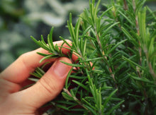 Load image into Gallery viewer, Homegrown Rosemary dried | Organic Dried Herbs | Botanical | Natural Herbs | Aroma Therapy | Herbal Products | Spice | Circulation |
