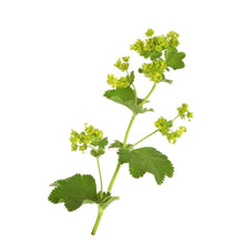 Load image into Gallery viewer, Lady&#39;s Mantle | Organic | Natural | Herbalist | Dried Herbs | Botanical | Metaphysical | Natural Herbs | Agrimony | Wicca | Witchcraft |
