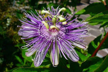 Load image into Gallery viewer, Passion Flowers | Organic | Natural | Herbalist | Dried Herbs | Botanical | Metaphysical | Natural Herbs | Wicca | Witchcraft | Meditation
